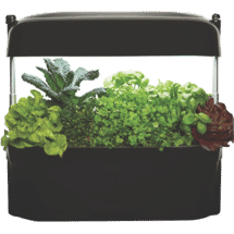 Vegepod Kitchen Garden Black
